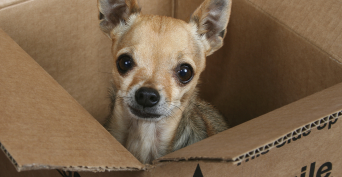 Photo slideshow: 