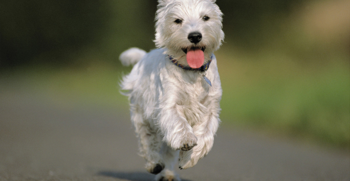Slideshow image: Peachtree Apartments Welcomes Pets* Photo